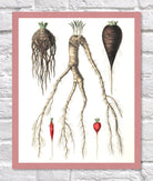 Celery, Radish Print | Vintage Botanical Sketch | Plant Illustration