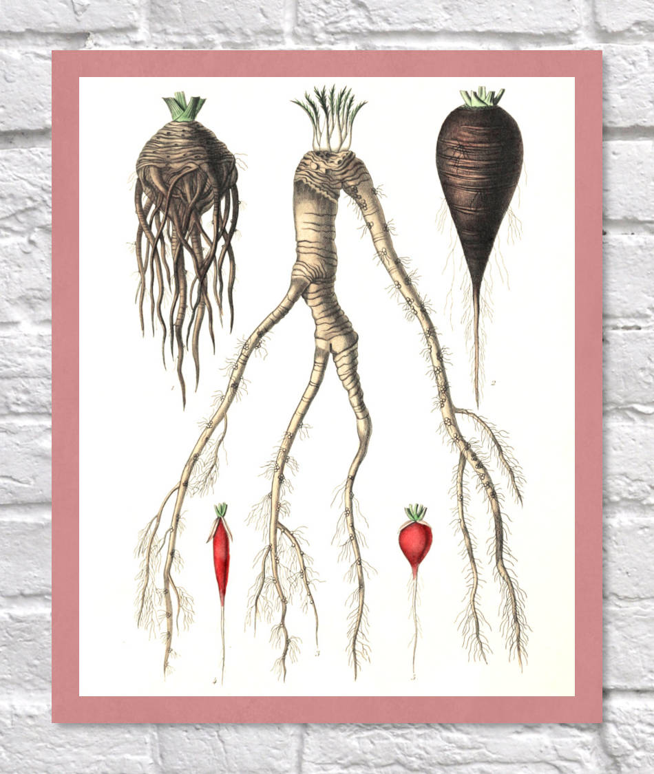 Celery, Radish Print | Vintage Botanical Sketch | Plant Illustration