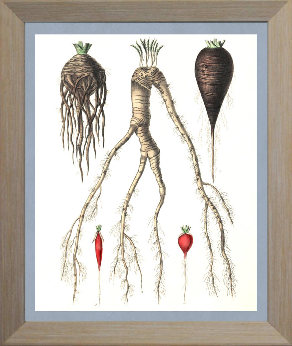 Celery, Radish Print | Vintage Botanical Sketch | Plant Illustration