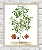 Star Anise Print | Vintage Botanical Sketch | Plant Illustration