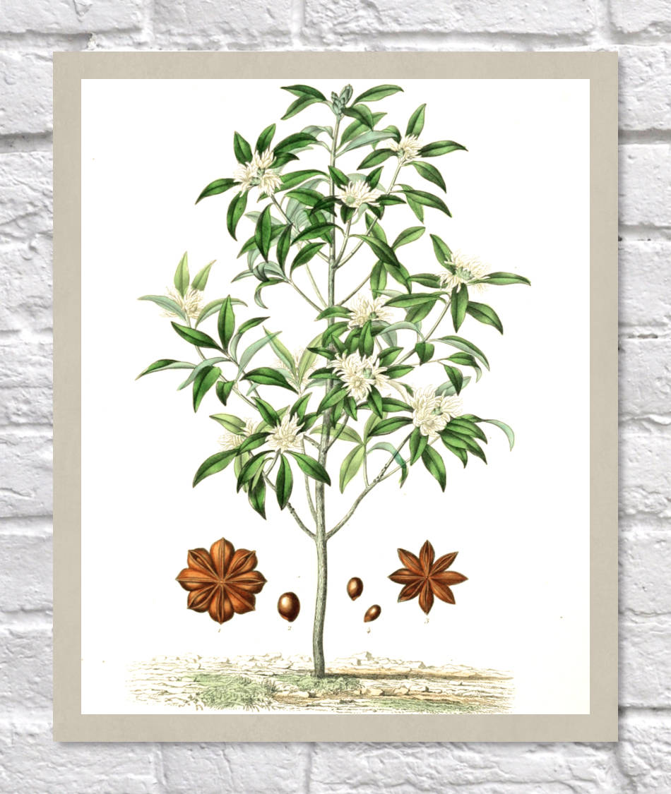 Star Anise Print | Vintage Botanical Sketch | Plant Illustration