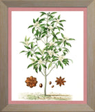 Star Anise Print | Vintage Botanical Sketch | Plant Illustration