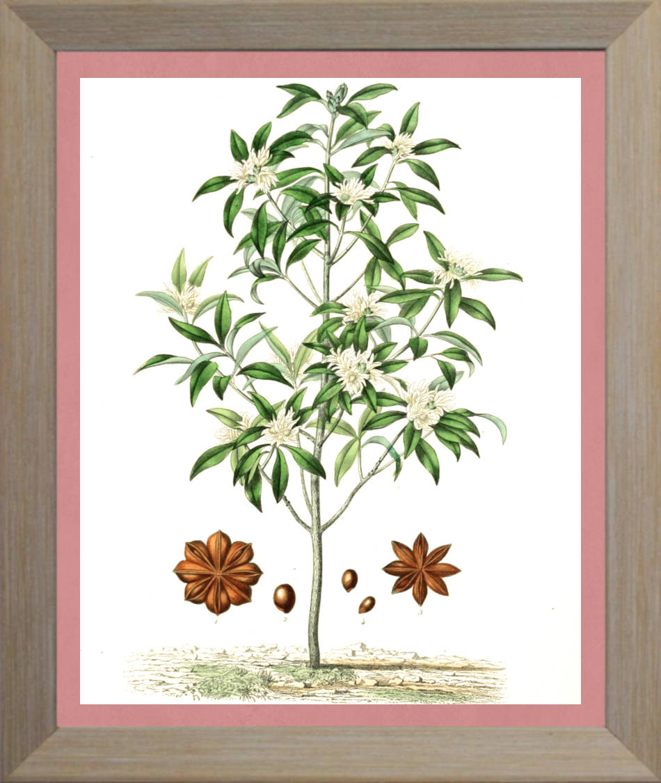 Star Anise Print | Vintage Botanical Sketch | Plant Illustration