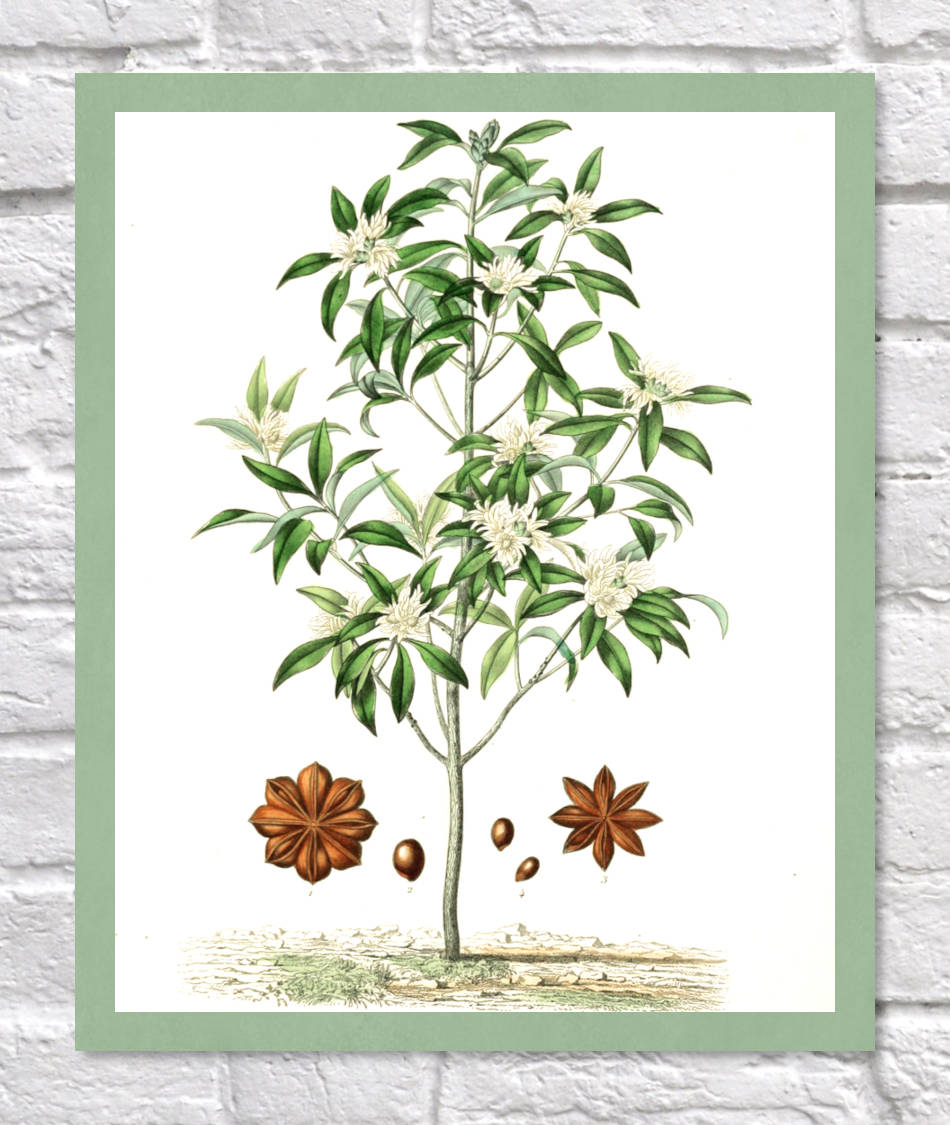 Star Anise Print | Vintage Botanical Sketch | Plant Illustration