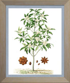 Star Anise Print | Vintage Botanical Sketch | Plant Illustration