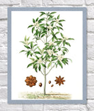 Star Anise Print | Vintage Botanical Sketch | Plant Illustration