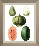 Melons Print | Vintage Botanical Sketch | Plant Illustration