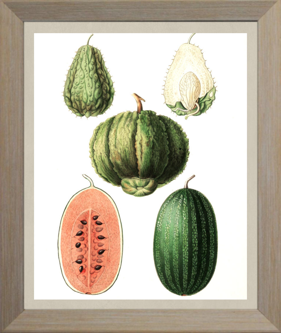 Melons Print | Vintage Botanical Sketch | Plant Illustration