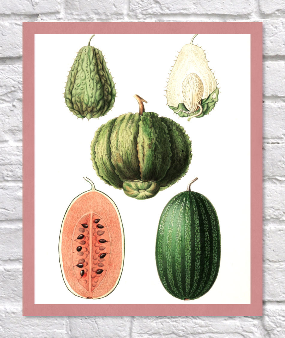 Melons Print | Vintage Botanical Sketch | Plant Illustration