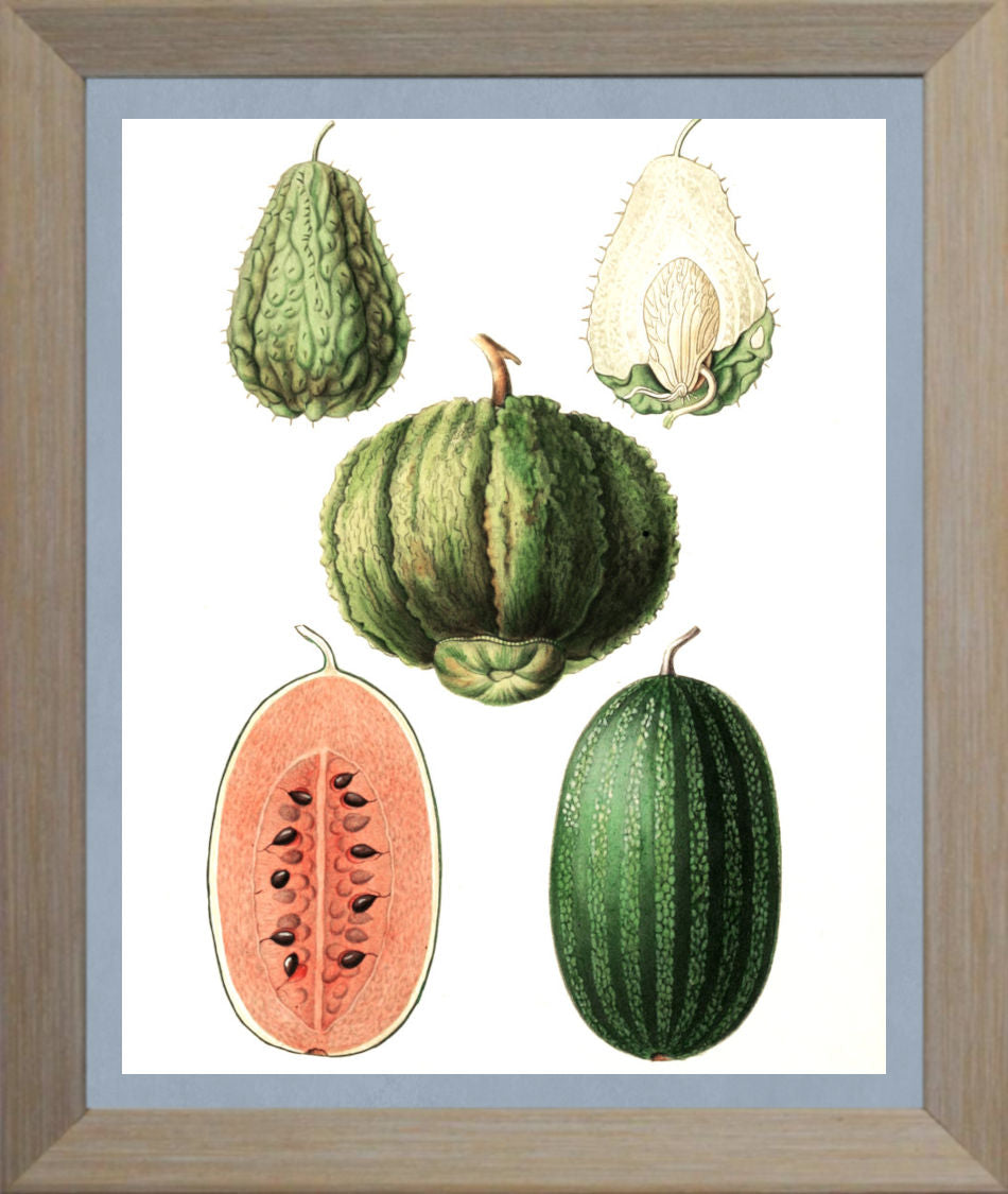 Melons Print | Vintage Botanical Sketch | Plant Illustration