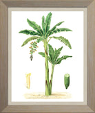 Banana Print | Vintage Botanical Sketch | Plant Illustration