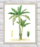 Banana Print | Vintage Botanical Sketch | Plant Illustration