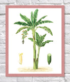 Banana Print | Vintage Botanical Sketch | Plant Illustration