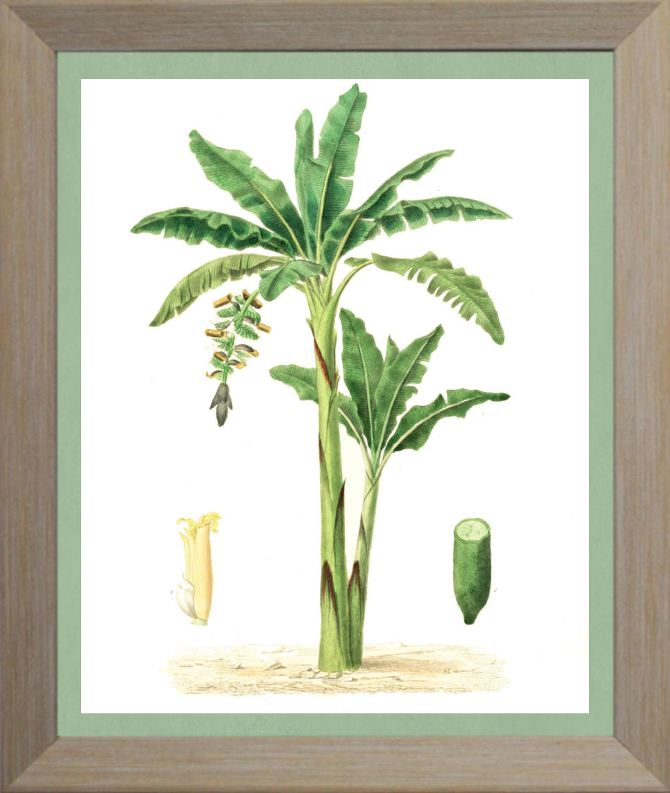 Banana Print | Vintage Botanical Sketch | Plant Illustration