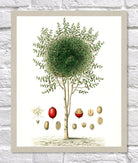 Coffee Print | Vintage Botanical Sketch | Plant Illustration