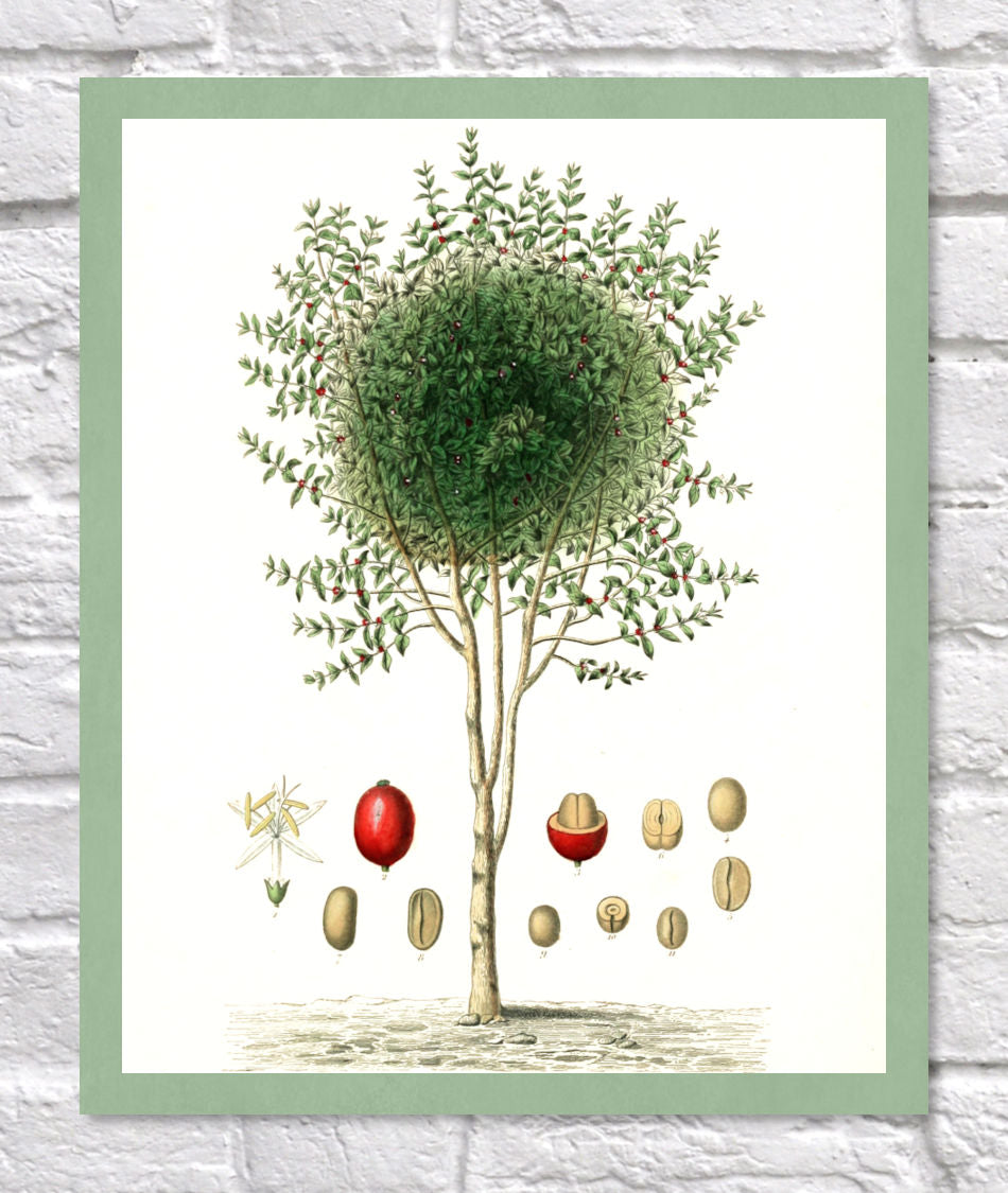 Coffee Print | Vintage Botanical Sketch | Plant Illustration