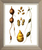 Peanut Print | Vintage Botanical Sketch | Plant Illustration