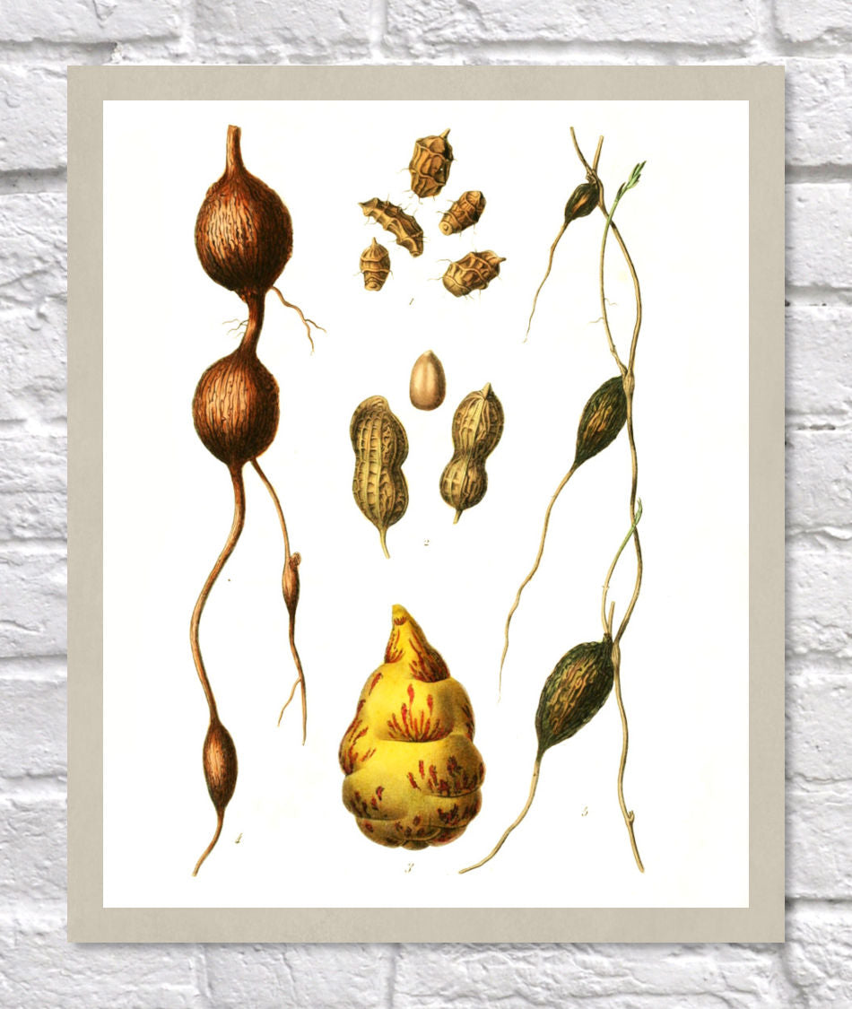 Peanut Print | Vintage Botanical Sketch | Plant Illustration