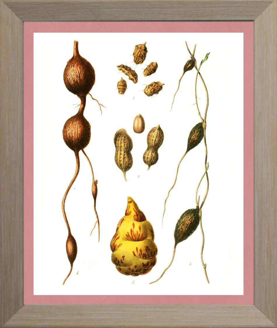 Peanut Print | Vintage Botanical Sketch | Plant Illustration