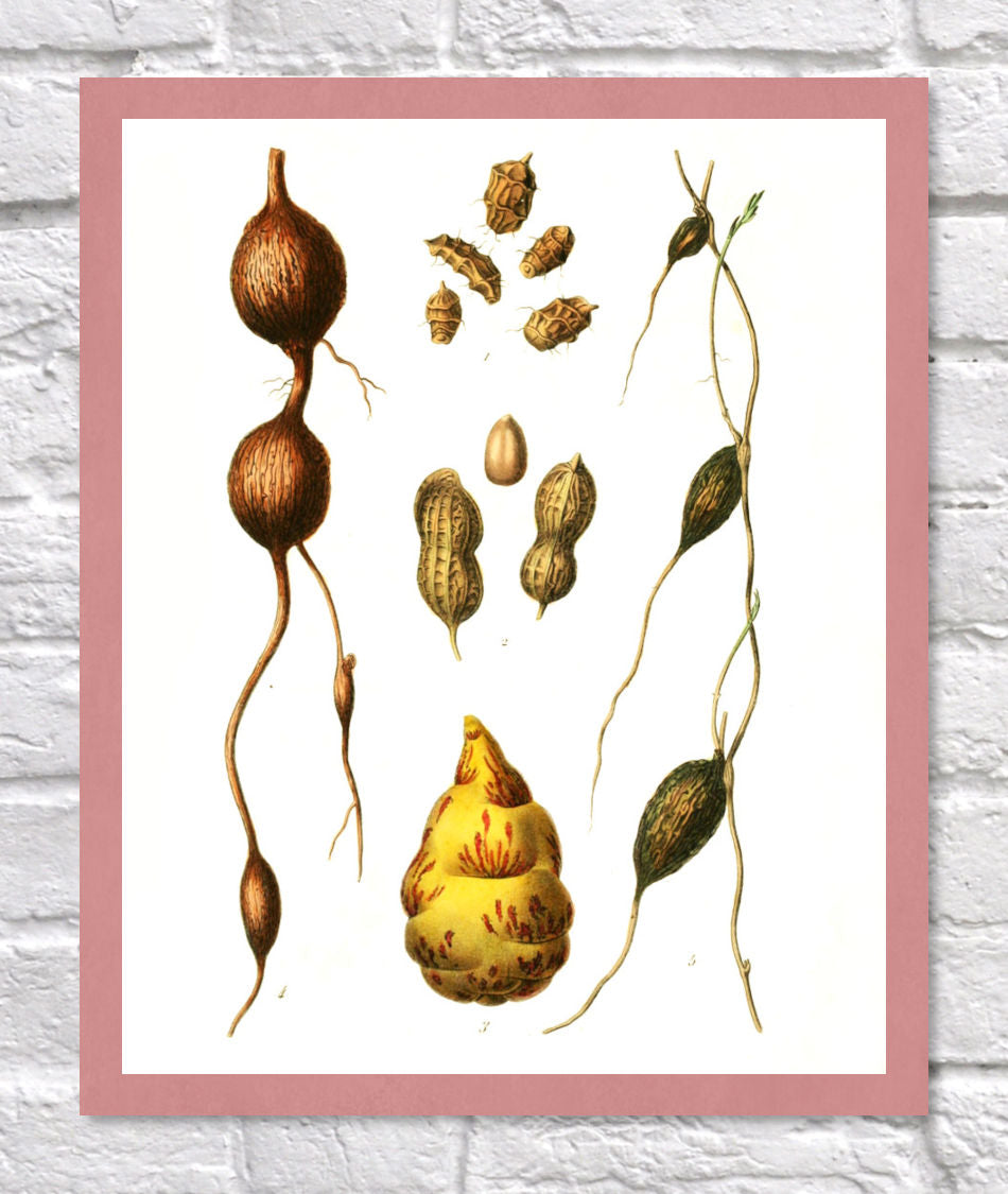 Peanut Print | Vintage Botanical Sketch | Plant Illustration