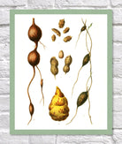 Peanut Print | Vintage Botanical Sketch | Plant Illustration