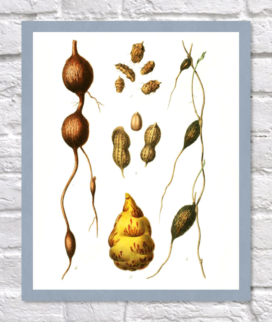 Peanut Print | Vintage Botanical Sketch | Plant Illustration