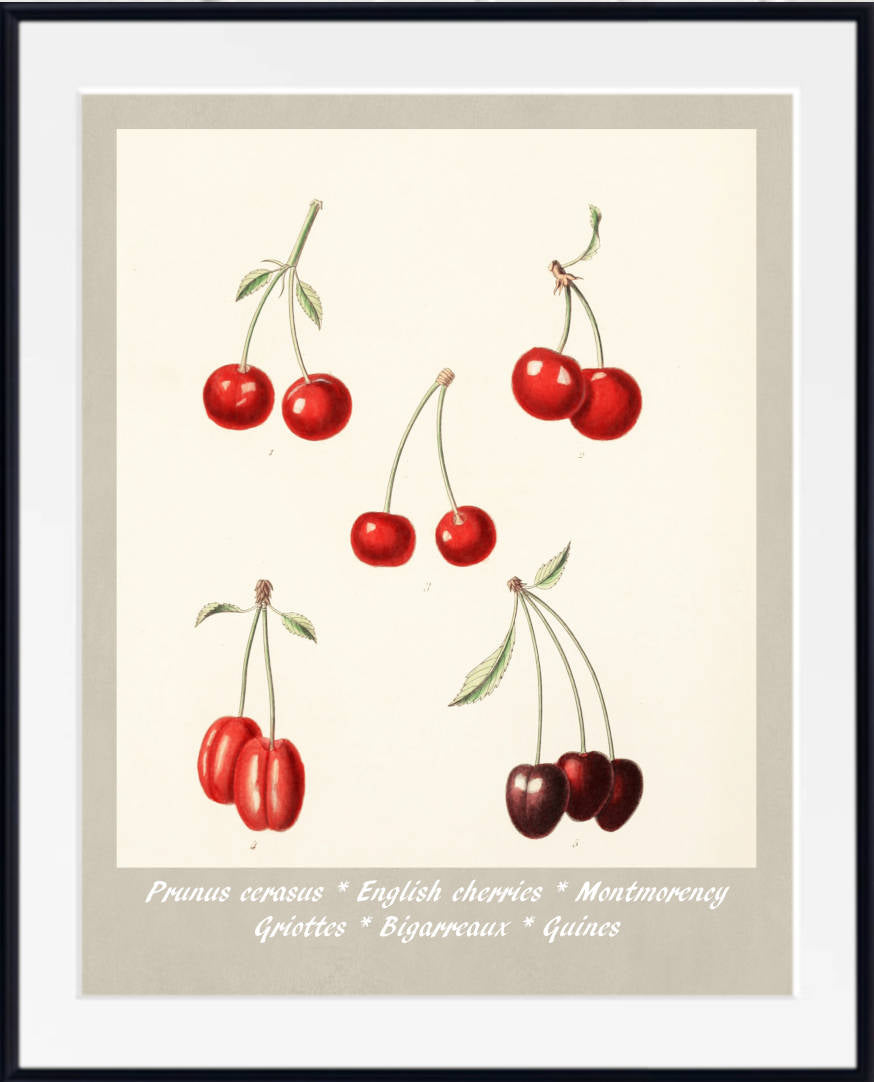 Cherry Print Vintage Botanical Illustration Poster Art