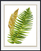 Framed botanical art print featuring two detailed fern leaves, one green and one golden-brown, on a white background with a black frame.