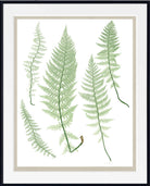 Framed botanical art print featuring four green fern leaves on a white background, with a wide white mat and a thin black frame.