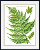 A framed botanical art print featuring a detailed green fern leaf illustration with two smaller leaf detail crops on a white background, surrounded by a light beige mat and a black frame.