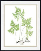Botanical art print of a green fern with delicate leaves and a dark root system, presented in a white mat and a black frame.