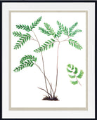 Botanical art print of a green fern with delicate watercolor leaves and stems on a white background, framed with a white mat and a thin black outer frame.