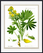 A framed botanical art print of a yellow flowering plant with green palmate leaves and a visible root system, shown against a white background with a black frame and white mat.