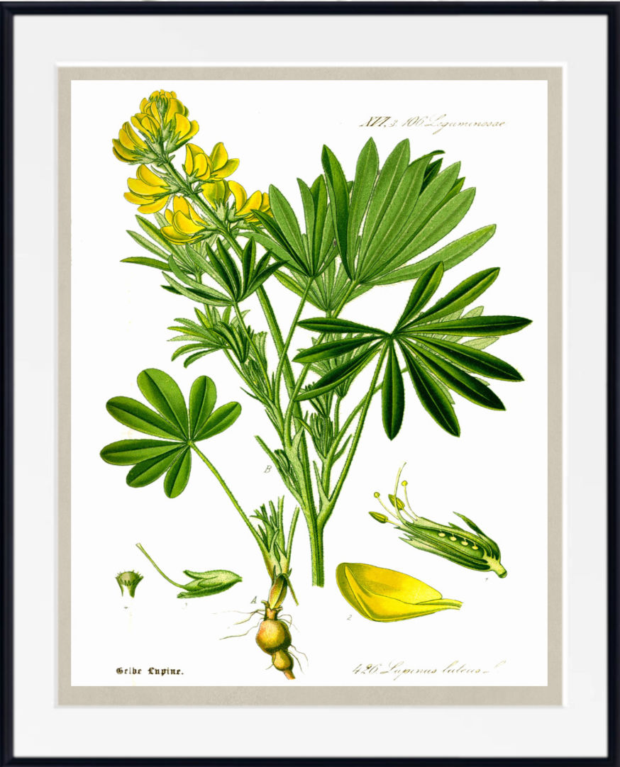 A framed botanical art print of a yellow flowering plant with green palmate leaves and a visible root system, shown against a white background with a black frame and white mat.
