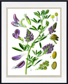 A framed botanical art print featuring detailed illustrations of purple flowers and green leaves on a white background, enclosed in a black frame with a white mat.
