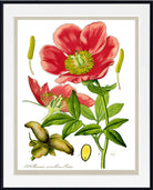 A framed botanical art print featuring a detailed illustration of a red peony flower with green leaves and yellow-green seed details on a white background.