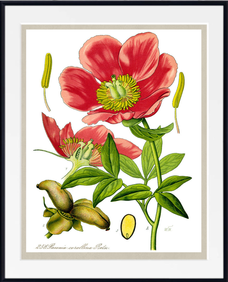 A framed botanical art print featuring a detailed illustration of a red peony flower with green leaves and yellow-green seed details on a white background.