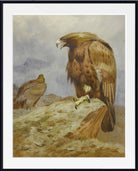 A Pair Of Golden Eagles, Archibald Thorburn, Birds Print