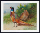 A hen and cock pheasant by gorse, Archibald Thorburn, Birds Print