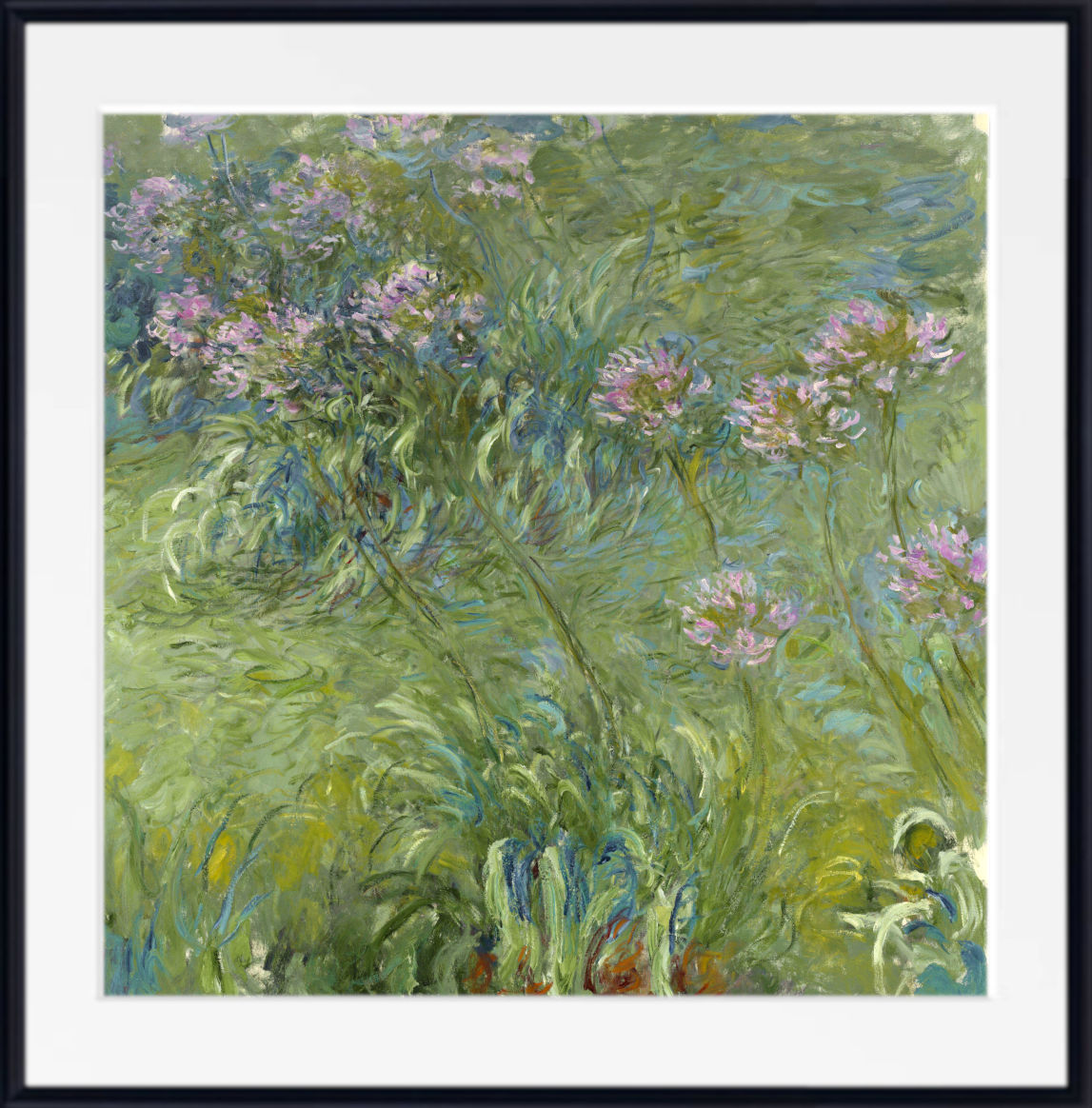 Agapanthus, Claude Monet Print