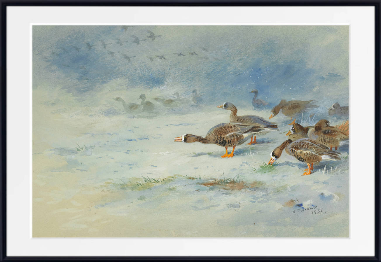 Barnacle Geese, Archibald Thorburn, Birds Print