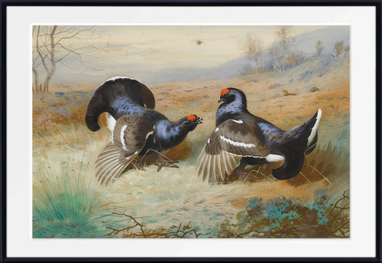 Blackcocks At The Lek, Archibald Thorburn, Birds Print