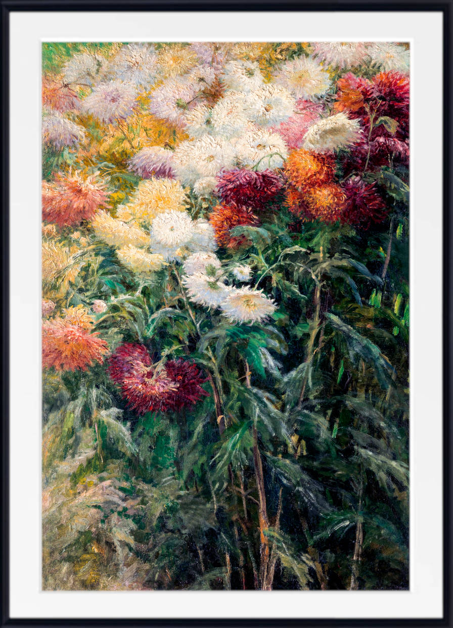 Gustave Caillebotte Fine Art Print : Chrysanthemums in the Garden at Petit–Gennevilliers
