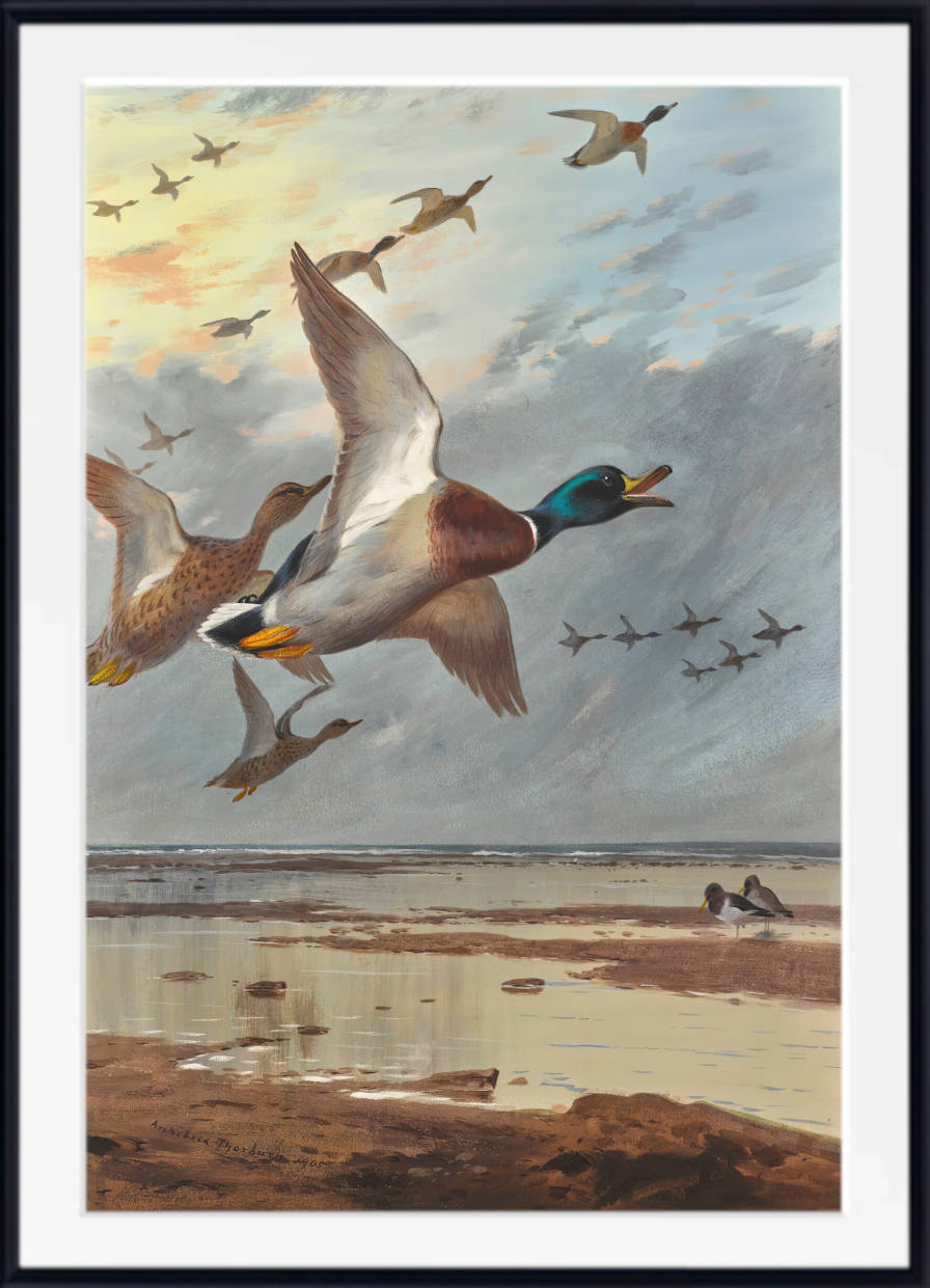 Coming in From the Sea, Archibald Thorburn, Birds Print