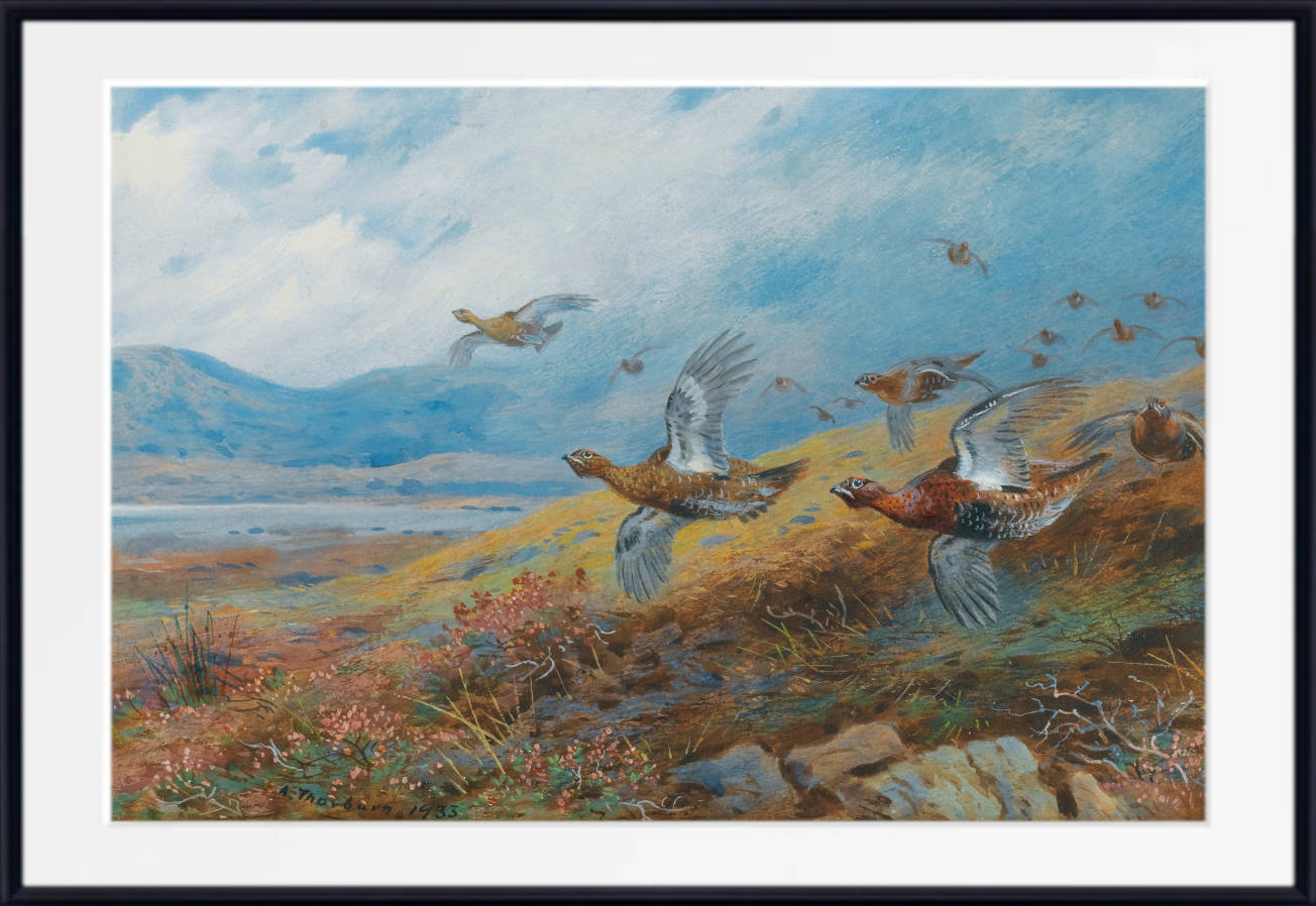 Driven Grouse, Archibald Thorburn, Birds Print