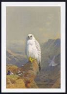 Greenland Falcon on Rocky Outcrop, Archibald Thorburn, Birds Print