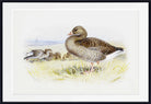 Greylag Goose, Archibald Thorburn, Birds Print