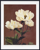 A framed botanical art print featuring three cream-colored peony flowers with green leaves against a solid dark brown background, enclosed in a white mat and a thin black frame.