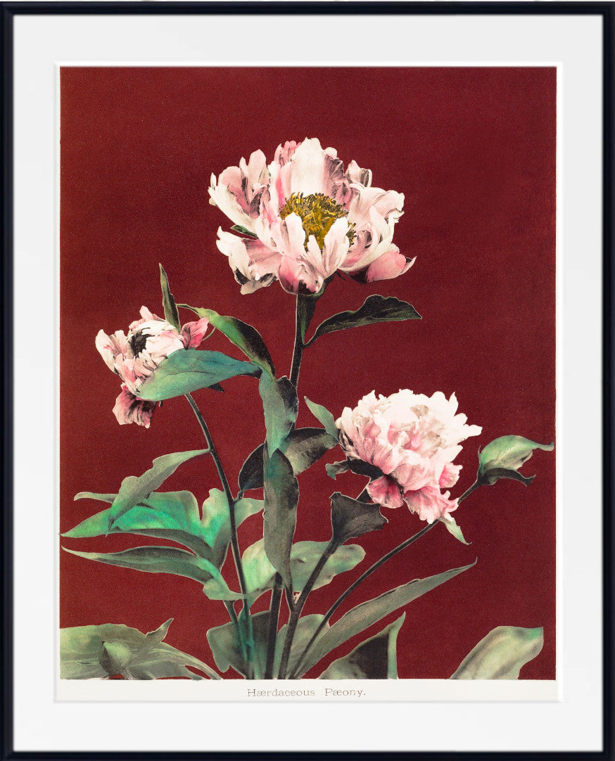 A framed botanical art print featuring three pale pink peony flowers with green leaves against a deep red background, presented in a white mat and black frame.