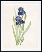 A framed botanical art print featuring two dark blue irises with green leaves on a textured cream background, enclosed in a white mat and a simple black frame.